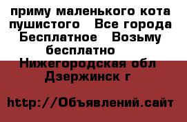 приму маленького кота пушистого - Все города Бесплатное » Возьму бесплатно   . Нижегородская обл.,Дзержинск г.